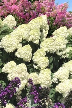 Limelight PeeGee Hydrangea - 7 Gallon Pot (3-4') 17 Limelight PeeGee Hydrangea - 7 Gallon Pot (3-4') -Shrub Plant Shop Hydrangea Limelight 110