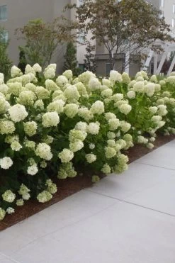 Limelight PeeGee Hydrangea - 1 Gallon Pot -Shrub Plant Shop Hydrangea Limelight 20