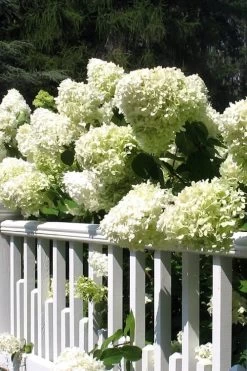 Limelight PeeGee Hydrangea - 7 Gallon Pot (3-4') 14 Limelight PeeGee Hydrangea - 7 Gallon Pot (3-4') -Shrub Plant Shop Hydrangea Limelight 21 1
