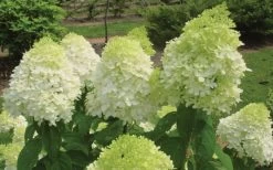 Limelight PeeGee Hydrangea - 1 Gallon Pot -Shrub Plant Shop Hydrangea Limelight Flowers