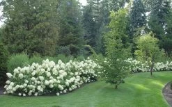 Limelight PeeGee Hydrangea - 1 Gallon Pot -Shrub Plant Shop Hydrangea Limelight hedge natural