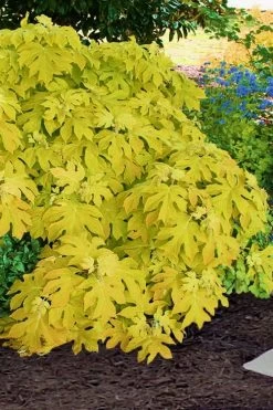Little Honey Oakleaf Hydrangea - 1 Gallon Pot -Shrub Plant Shop Hydrangea Little Honey 2