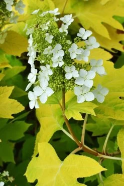 Little Honey Oakleaf Hydrangea - 1 Gallon Pot -Shrub Plant Shop Hydrangea Little Honey 3