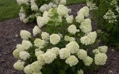 Little Lime Hydrangea - 1 Gallon Pot -Shrub Plant Shop Hydrangea Little Lime 1