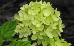 Little Lime Hydrangea - 1 Gallon Pot -Shrub Plant Shop Hydrangea Little Lime