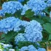 Mini Penny Hydrangea - 1 Gallon Pot