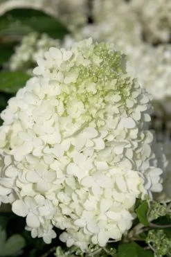 Moon Dance Hydrangea - 3 Gallon Pot -Shrub Plant Shop Hydrangea Moon Dance 2