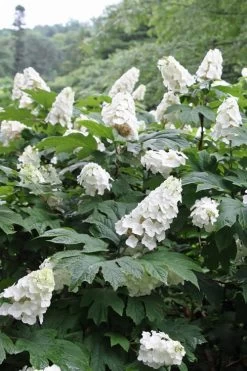 Snow Queen Oakleaf Hydrangea - 1 Gallon Pot -Shrub Plant Shop Hydrangea Oakleaf Snow Queen 10