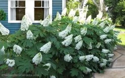Snow Queen Oakleaf Hydrangea - 1 Gallon Pot -Shrub Plant Shop Hydrangea Oakleaf Snow Queen 11