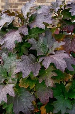 Snow Queen Oakleaf Hydrangea - 1 Gallon Pot -Shrub Plant Shop Hydrangea Oakleaf Snow Queen 3