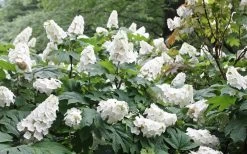 Snow Queen Oakleaf Hydrangea - 1 Gallon Pot -Shrub Plant Shop Hydrangea Oakleaf Snow Queen 6