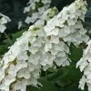 Snow Queen Oakleaf Hydrangea - 1 Gallon Pot