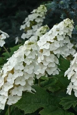 Snow Queen Oakleaf Hydrangea - 1 Gallon Pot