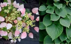 Pink Climbing Hydrangea - Schizophragma Hydrangeoides`Roseum' - 2 Gallon Pot -Shrub Plant Shop Hydrangea Pink Climbing 1