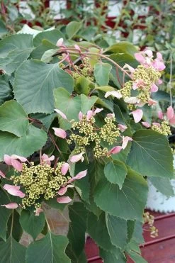Pink Climbing Hydrangea - Schizophragma Hydrangeoides`Roseum' - 2 Gallon Pot -Shrub Plant Shop Hydrangea Pink Climbing 1 500x750 1