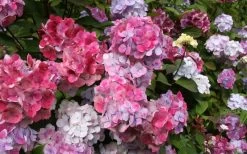 Preziosa Multi Color Hydrangea - 1 Gallon Pot -Shrub Plant Shop Hydrangea Preziosa 18