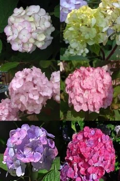 Preziosa Multi Color Hydrangea - 1 Gallon Pot -Shrub Plant Shop Hydrangea Preziosa 19