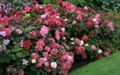 Preziosa Multi Color Hydrangea - 1 Gallon Pot -Shrub Plant Shop Hydrangea Preziosa 7