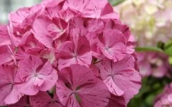 Sweet Fantasy Hydrangea - 3 Gallon Pot -Shrub Plant Shop Hydrangea Sweet Fantasy 2