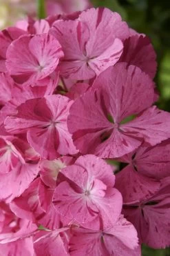 Sweet Fantasy Hydrangea - 1 Gallon Pot -Shrub Plant Shop Hydrangea Sweet Fantasy 3 1
