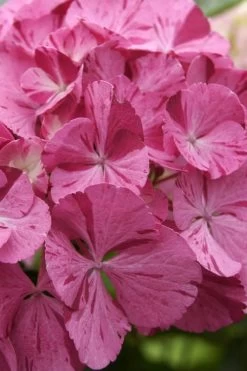 Sweet Fantasy Hydrangea - 1 Gallon Pot -Shrub Plant Shop Hydrangea Sweet Fantasy 4 1