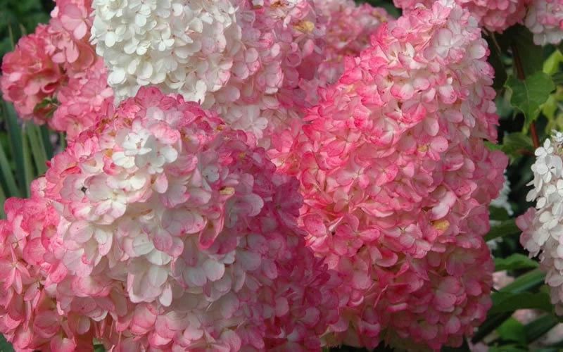 Vanilla Strawberry Hydrangea - 3 Gallon Pot 5 Vanilla Strawberry Hydrangea - 3 Gallon Pot - Image 5