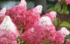 Vanilla Strawberry Hydrangea - 3 Gallon Pot 10 Vanilla Strawberry Hydrangea - 3 Gallon Pot -Shrub Plant Shop Hydrangea Vanilla Strawberry 3