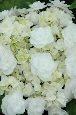 Double Delights Wedding Gown Lacecap Hydrangea - 3 Gallon Pot -Shrub Plant Shop Hydrangea Wedding Gown 2