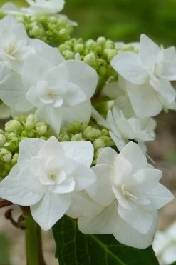 Double Delights Wedding Gown Lacecap Hydrangea - 3 Gallon Pot -Shrub Plant Shop Hydrangea Wedding Gown 23