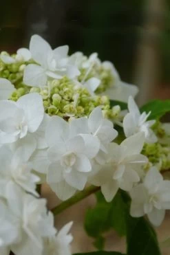 Double Delights Wedding Gown Lacecap Hydrangea - 3 Gallon Pot -Shrub Plant Shop Hydrangea Wedding Gown 4