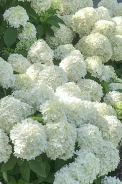 White Wedding Hydrangea - 2 Gallon Pot -Shrub Plant Shop Hydrangea White Wedding 5 x750