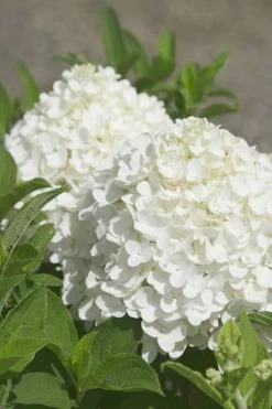 White Wedding Hydrangea - 2 Gallon Pot