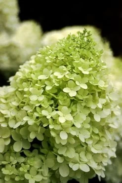 Limelight PeeGee Hydrangea - 7 Gallon Pot (3-4') 12 Limelight PeeGee Hydrangea - 7 Gallon Pot (3-4') -Shrub Plant Shop Hydrangea limelightf BS 1