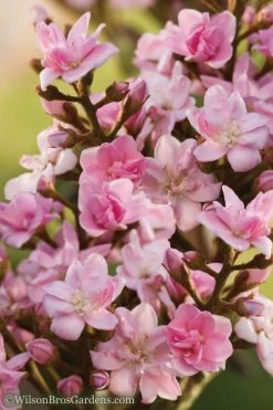 Rosalinda Indian Hawthorn Single Trunk Tree - 7 Gallon Pot (6-7') -Shrub Plant Shop Indian Hawthorne Rosalinda 6