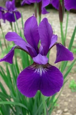 Caesar's Brother Siberian Iris - 1 Gallon Pot -Shrub Plant Shop Iris Caesars Brother 10