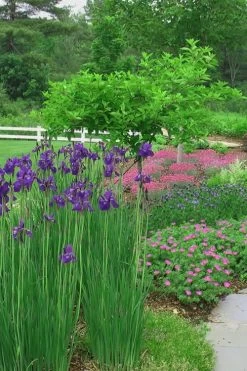 Caesar's Brother Siberian Iris - 1 Gallon Pot -Shrub Plant Shop Iris Caesars Brother 15