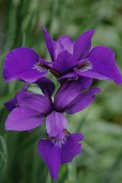 Caesar's Brother Siberian Iris - 1 Gallon Pot -Shrub Plant Shop Iris Caesars Brother 17