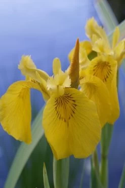 Yellow Flag Iris - 1 Gallon Pot -Shrub Plant Shop Iris Yellow Flag 2