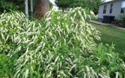 Henry's Garnet Virginia Sweetspire - Itea Virginica - 3 Gallon Pot -Shrub Plant Shop Itea Henry Garnet 50