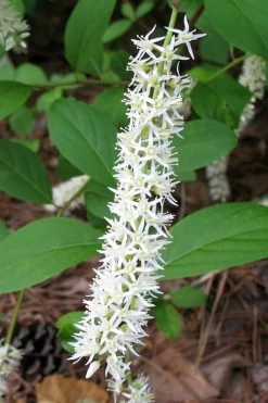 Henry's Garnet Virginia Sweetspire - Itea Virginica - 3 Gallon Pot -Shrub Plant Shop Itea Henrys Garnet 10