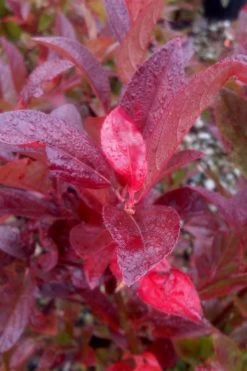 Henry's Garnet Virginia Sweetspire - Itea Virginica - 3 Gallon Pot -Shrub Plant Shop Itea Henrys Garnet 11