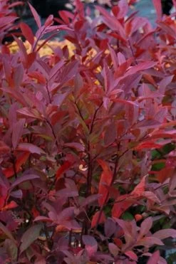 Henry's Garnet Virginia Sweetspire - Itea Virginica - 3 Gallon Pot -Shrub Plant Shop Itea Henrys Garnet 12