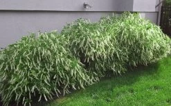 Henry's Garnet Virginia Sweetspire - Itea Virginica - 3 Gallon Pot -Shrub Plant Shop Itea Henrys Garnet 15