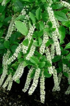 Henry's Garnet Virginia Sweetspire - Itea Virginica - 3 Gallon Pot -Shrub Plant Shop Itea Henrys Garnet 21