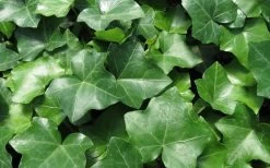 English Ivy - Hedera Helix - 18 Count Flat Of Pint Pots 8 English Ivy - Hedera Helix - 18 Count Flat Of Pint Pots -Shrub Plant Shop Ivy English 1