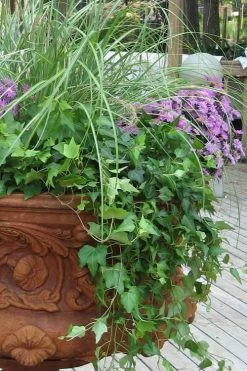 English Ivy - Hedera Helix - 18 Count Flat Of Pint Pots