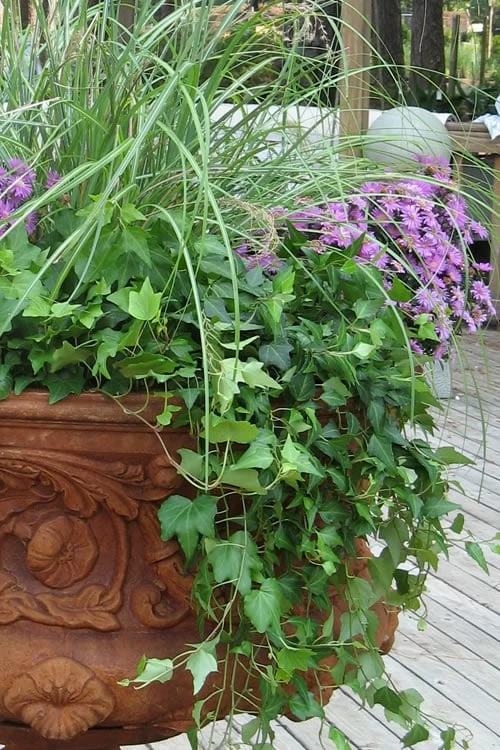 English Ivy - Hedera Helix - 18 Count Flat Of Pint Pots 1 English Ivy - Hedera Helix - 18 Count Flat Of Pint Pots