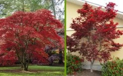 Emperor 1 Japanese Maple - 5 Gallon Pot (4'-5') -Shrub Plant Shop Japanese Maple 2