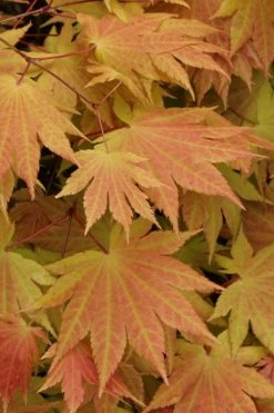 Autumn Moon Japanese Maple - 2 Gallon Pot -Shrub Plant Shop Japanese Maple Autumn Moon 3