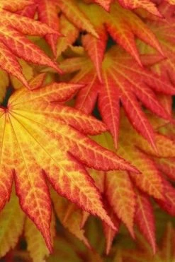 Autumn Moon Japanese Maple - 2 Gallon Pot -Shrub Plant Shop Japanese Maple Autumn Moon 4